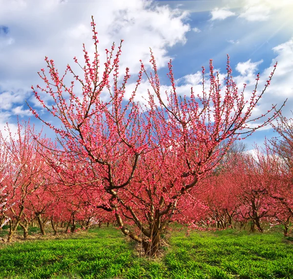 Orchard tuin — Stockfoto