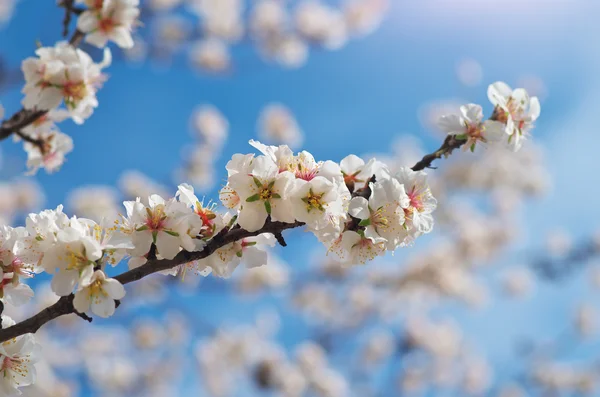 Pobočka jarní mandlový — Stock fotografie