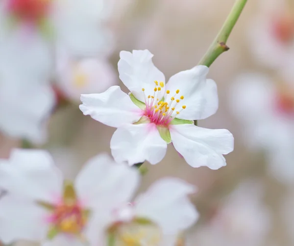 Amande de printemps — Photo