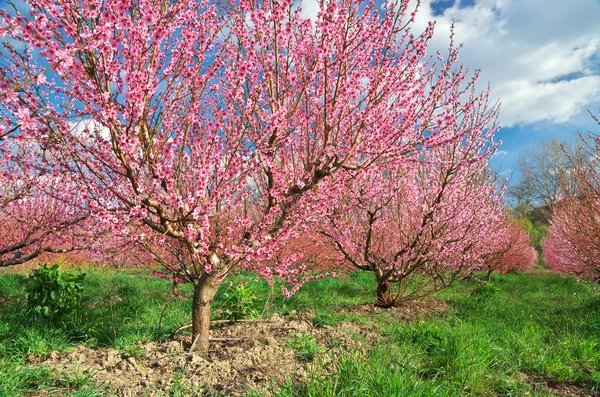 Giardino primaverile . — Foto Stock