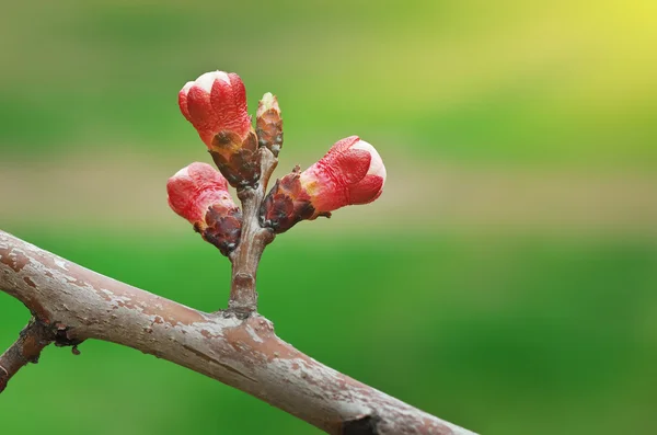 Bahar bud — Stok fotoğraf