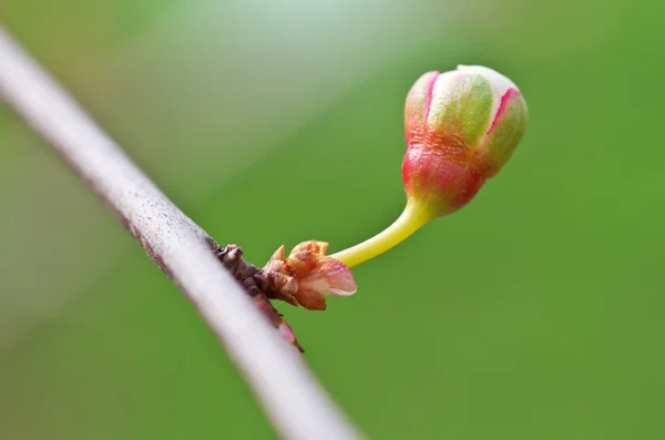 Frühlingsknospe — Stockfoto