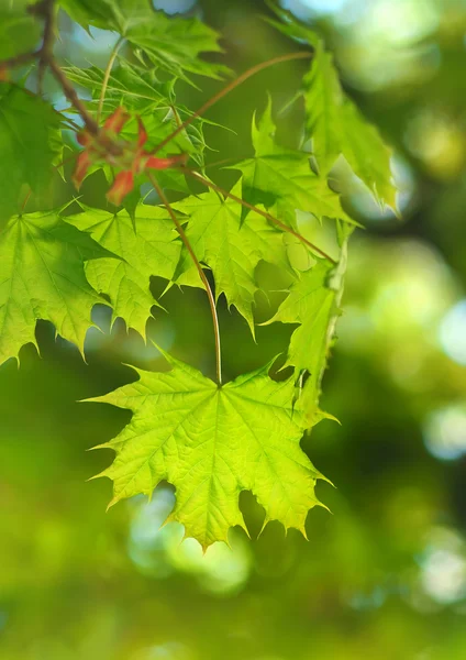 Lente blad. — Stockfoto