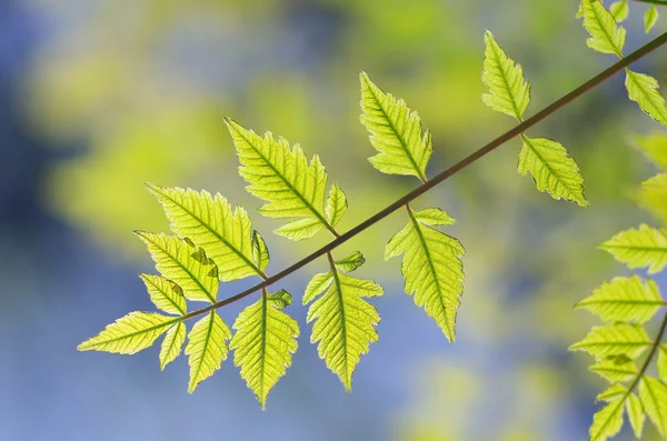 Lente blad — Stockfoto