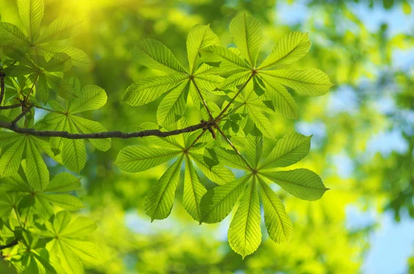 Lente blad — Stockfoto