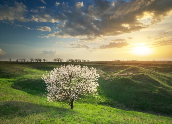 Spring tree — Stock Photo, Image