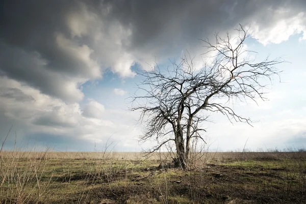 Árvore morta solitária — Fotografia de Stock