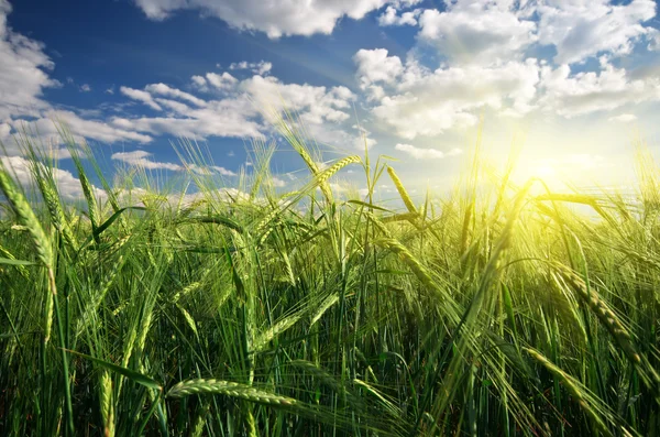 Pradera de trigo — Foto de Stock