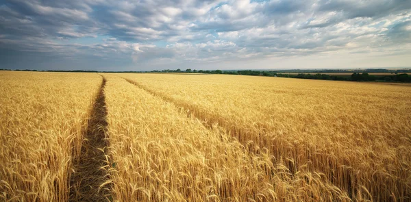 Prato di grano . — Foto Stock