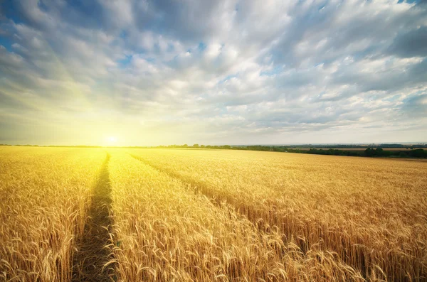 Prato di grano . — Foto Stock