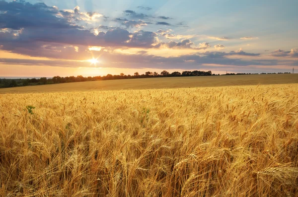 Meadow of wheat. — Stock Photo, Image