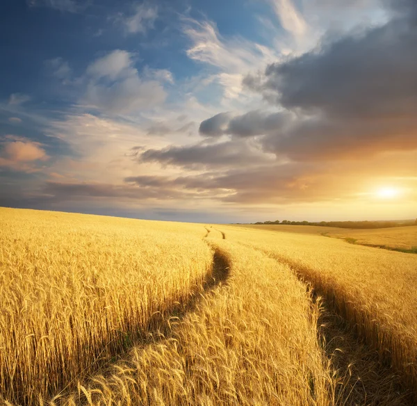 草地上的小麦. — 图库照片