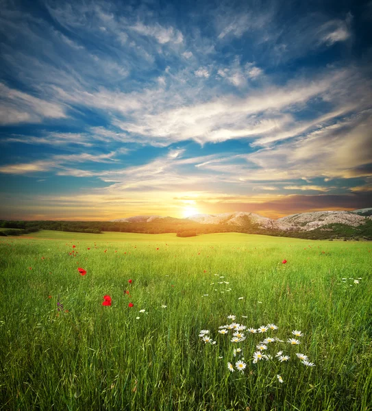 Green spring meadow. — Stock Photo, Image