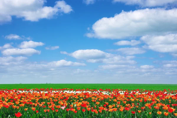 Prado de tulipas — Fotografia de Stock