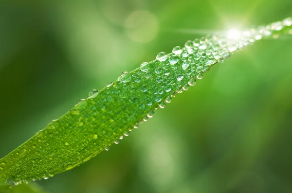 Macro of dew — Stock Photo, Image