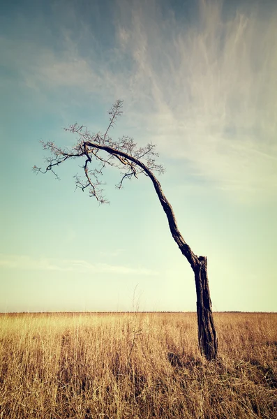 Lonely dead tree. — Stock Photo, Image