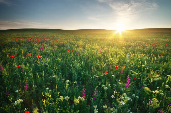 Frühlingswiese — Stockfoto