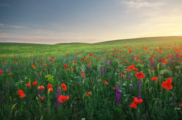 Spring meadow — Stock Photo, Image