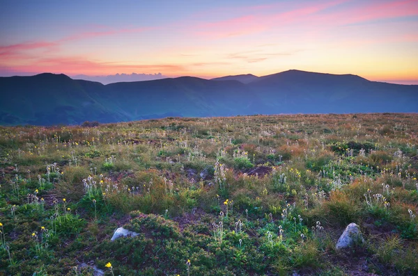 Wiese im Gebirge. — Stockfoto