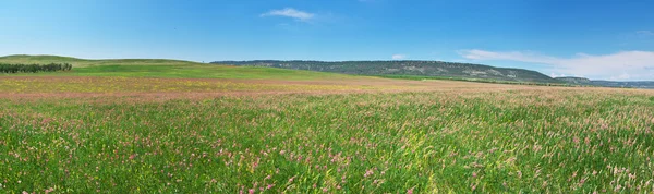 Panorama de meadoow de primavera — Fotografia de Stock