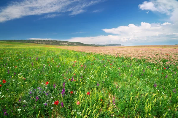 Frühlingswiese der Blumen — Stockfoto