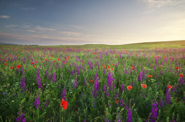 Lente weide — Stockfoto