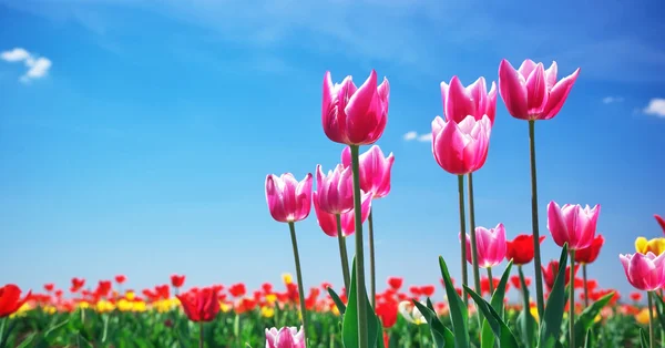 Tulips on sky Stock Picture