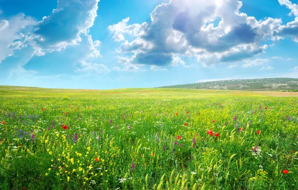 Frühlingswiese der Blumen — Stockfoto