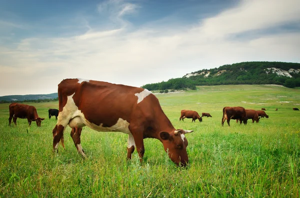 牛在草地上. — 图库照片