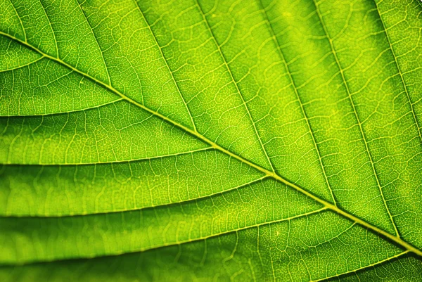Leaf macro — Stock Photo, Image