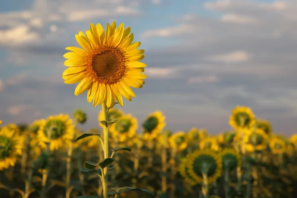 Ritratto di girasole . — Foto Stock