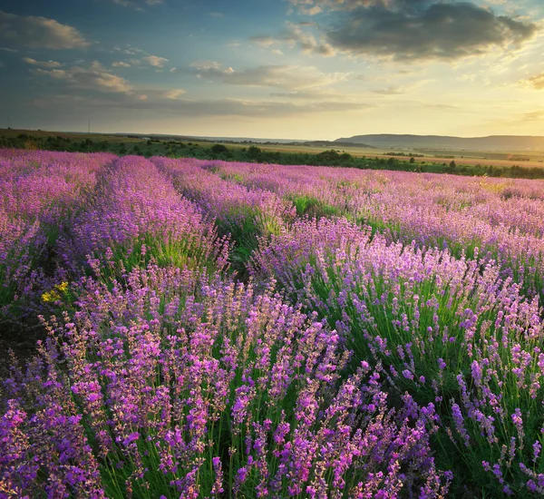 Prado de lavanda — Fotografia de Stock