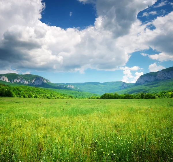 Pré vert en montagne. — Photo