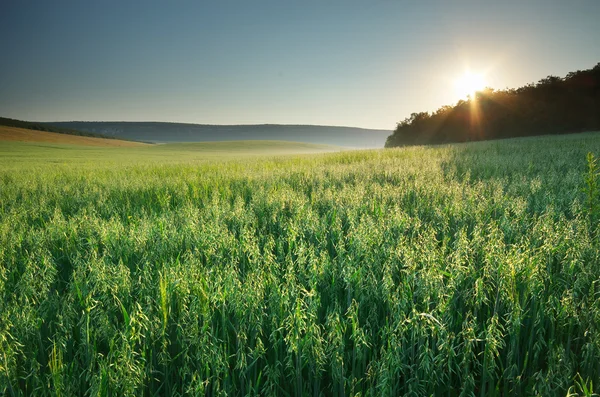 Meadow of oats — Stock Photo, Image