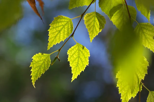Leaf of birch — Stock Photo, Image