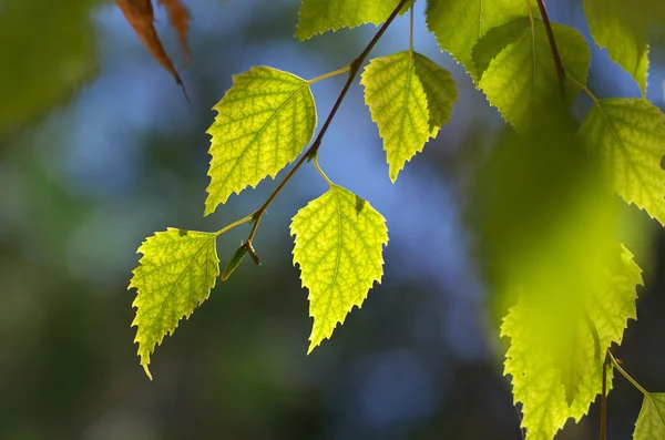 Blad van berk — Stockfoto