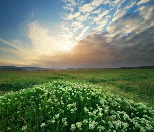 Prato primaverile . — Foto Stock