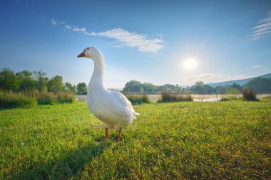 Sabahleyin yeşil çimlerin üzerinde duran yerli beyaz kaz. Çiftlik hayvanları ve doğa sahnesi.