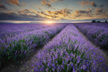 Yaz günbatımında lavanta çayırı. Doğal manzara..