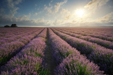 Yaz gündoğumunda lavanta çayırı. Doğal manzara..