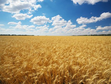Altın, olgun buğday ve gündüz mavi gökyüzü. Doğa manzarası. 
