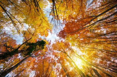 sonbahar yaprakları