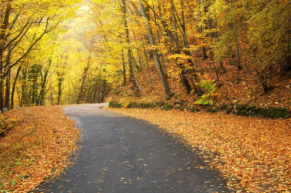 Road in autumn wood. — Stock Photo, Image