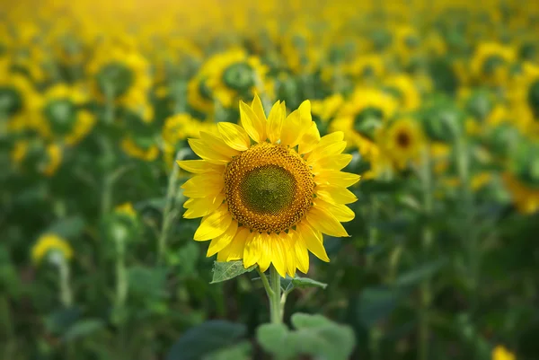 Sunflower portrait. — Stock Photo, Image