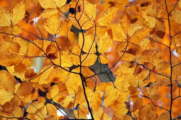 Herbstlaub. — Stockfoto