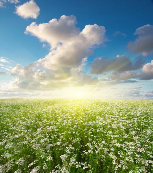 Pradera de cilantro . — Foto de Stock