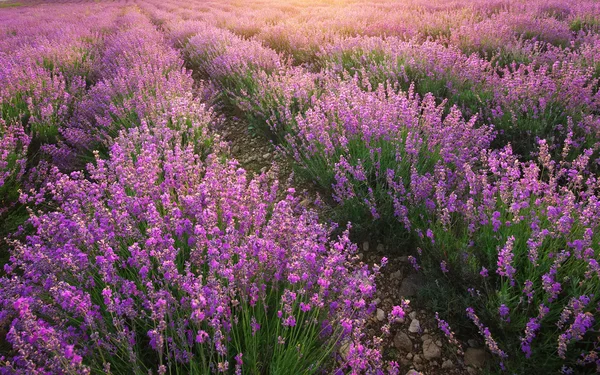 Lavender texture. — Stock Photo, Image