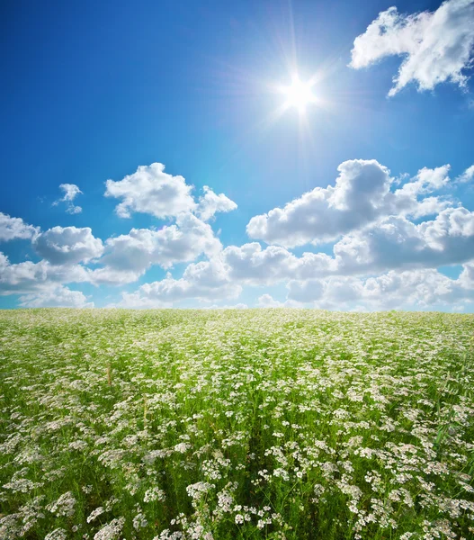 Pradera de cilantro . — Foto de Stock