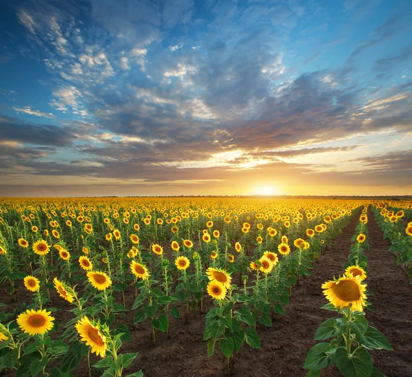 Field of sunflowers — Stock Photo, Image