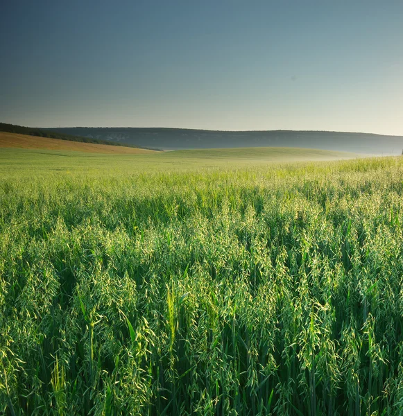 Prato di avena — Foto Stock